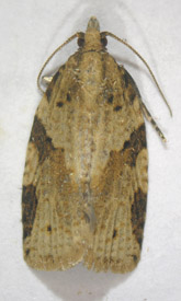 Première mention au Québec de <i>Clepsis spectrana</i> (Treitsche) (Lepidoptera : Tortricidae)